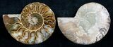 Beautiful Inch Cut and Polished Ammonite Pair #5646-1